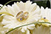 Image de «New, For a Perfect Wedding!».